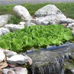 Watre Lettuce