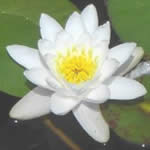 White Lily