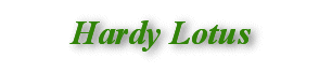 Hardy Lotus