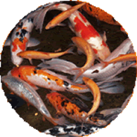 Domestic and Butterfly Koi