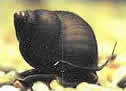 Black Japanese Snail